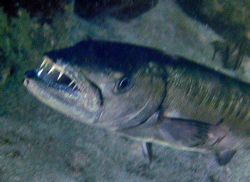 A snapped a quick shot as this passing barracuda suddenly... by David Heidemann 